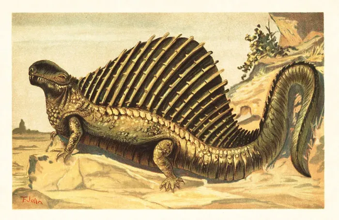 Framed Print : Dimetrodon limbatus with its distinctive neural spine sail on it Framed Print : Dimetrodon limbatus with its distinctive neural spine sail on it