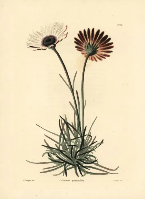 Framed Print : Dimorphotheca nudicaulis var. graminifolia