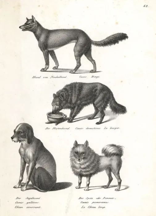 Framed Print : Dingo, sheepdog, scent hound and pomeranian Framed Print : Dingo, sheepdog, scent hound and pomeranian