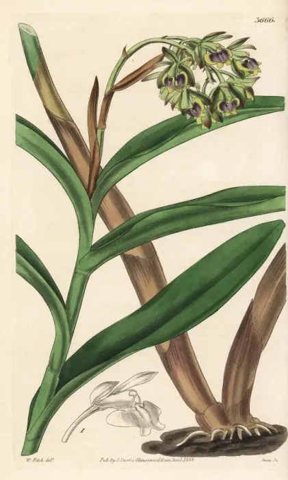 Framed Print : Dingy epidendrum orchid, Epidendrum anceps Framed Print : Dingy epidendrum orchid, Epidendrum anceps