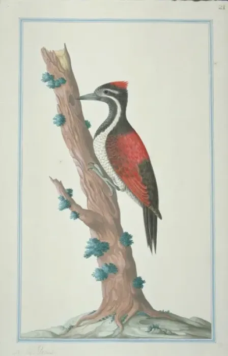 Framed Print : Dinopium benghalense, black-rumped woodpecker Framed Print : Dinopium benghalense, black-rumped woodpecker