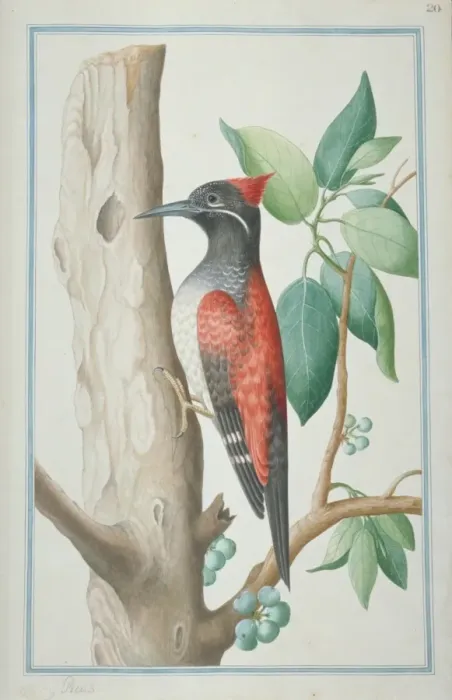 Framed Print : Dinopium benghalense, black-rumped woodpecker Framed Print : Dinopium benghalense, black-rumped woodpecker