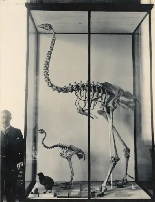 Framed Print : Dinoris sp. moa skeletons Framed Print : Dinoris sp. moa skeletons
