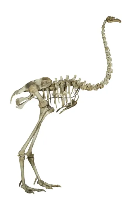 Framed Print : Dinornis elephantopus, heavy-footed moa Framed Print : Dinornis elephantopus, heavy-footed moa