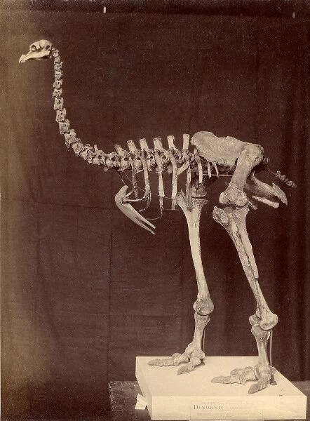 Dinornis elephantopus, heavy-footed moa