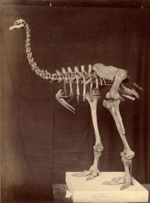 Framed Print : Dinornis elephantopus, heavy-footed moa Framed Print : Dinornis elephantopus, heavy-footed moa