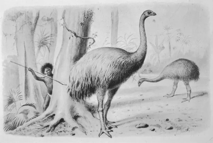 Framed Print : Dinornis Giganteus