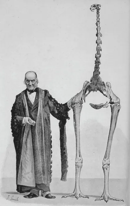 Framed Print : Dinornis Maximus Framed Print : Dinornis Maximus