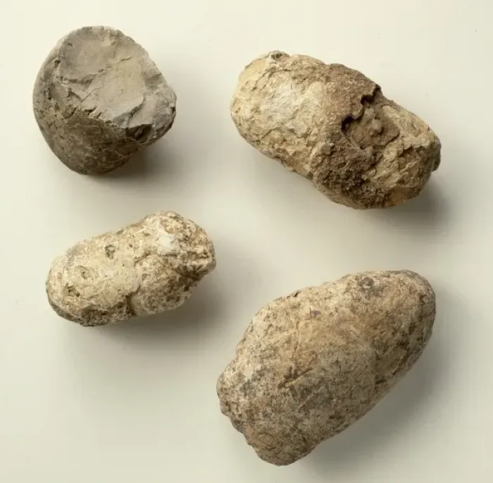 Framed Print : Dinosaur coprolites Framed Print : Dinosaur coprolites