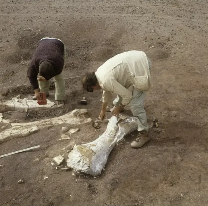 Framed Print : Dinosaur excavation, Niger 1988 Framed Print : Dinosaur excavation, Niger 1988
