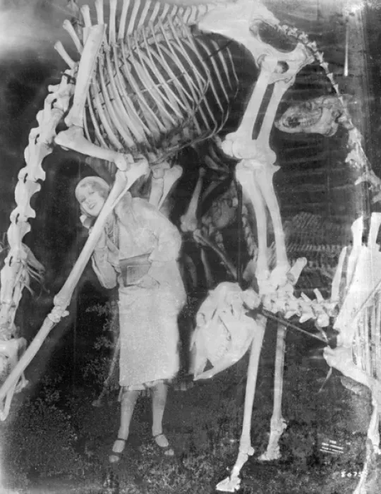 Framed Print : Dinosaur Skeletons