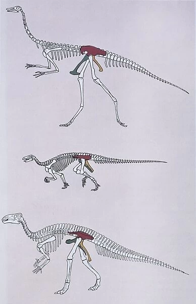 Dinosaur skeletons comparing hip pelvic structure
