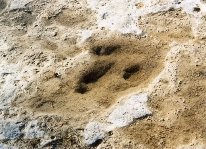 Framed Print : Dinosaur Tracks / Texas Framed Print : Dinosaur Tracks / Texas