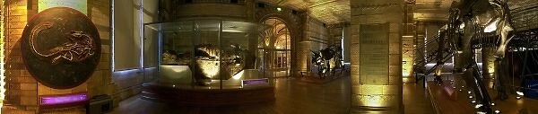 Dinosaurs Gallery