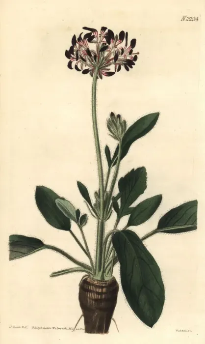 Framed Print : Dioecious black-flowered storks-bill, Pelargonium dioicum Framed Print : Dioecious black-flowered storks-bill, Pelargonium dioicum
