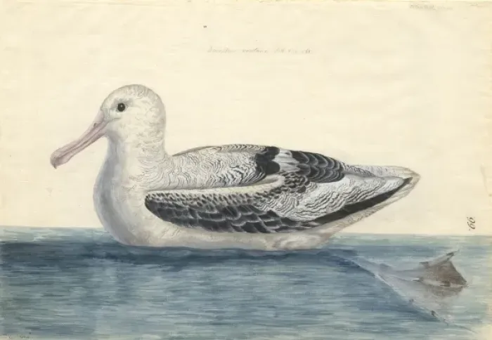 Framed Print : Diomedea exulens, wandering albatross Framed Print : Diomedea exulens, wandering albatross