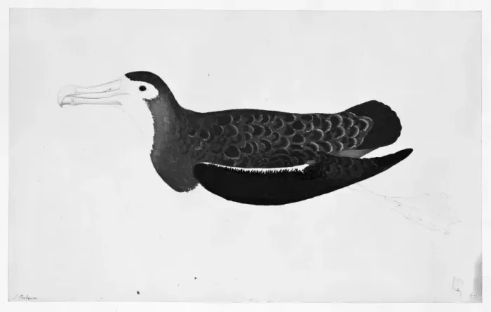 Framed Print : Diomedia exulans Framed Print : Diomedia exulans