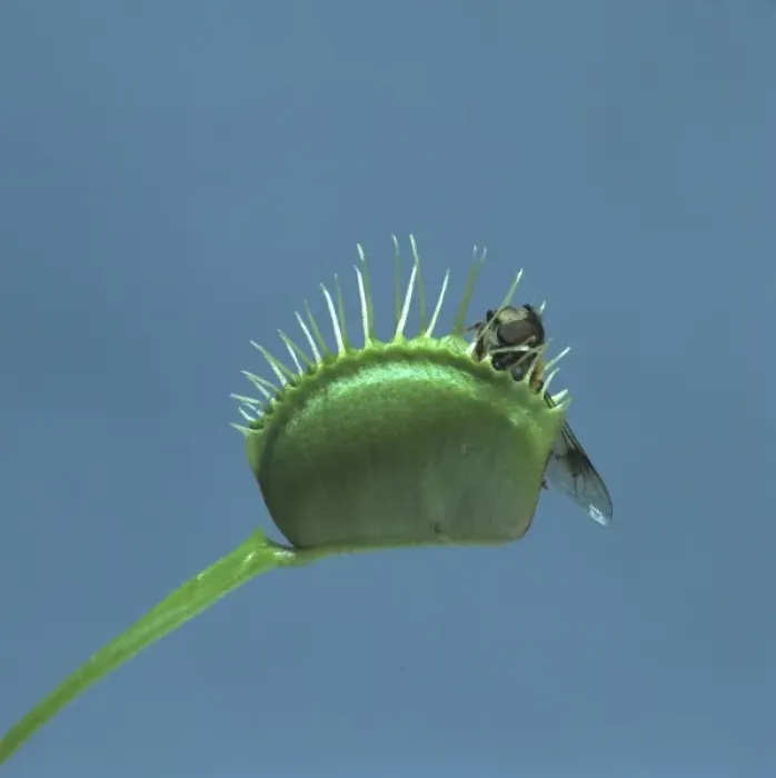 Framed Print : Dionaea muscipula, venus flytrap Framed Print : Dionaea muscipula, venus flytrap