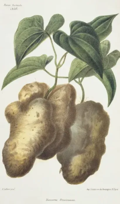 Framed Print : Dioscorea decaisneana, yam Framed Print : Dioscorea decaisneana, yam