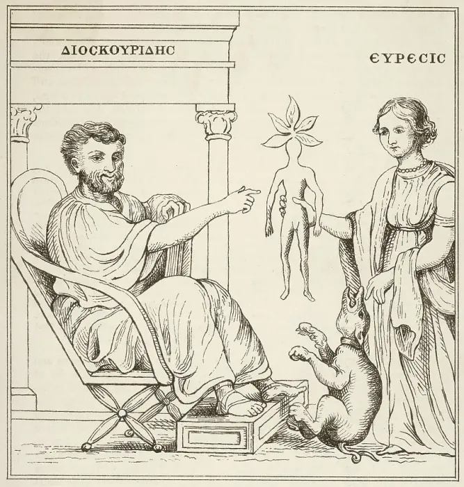 Framed Print : Dioscorides Mandrake Plants Mandragora Circa Framed Print : Dioscorides Mandrake Plants Mandragora Circa