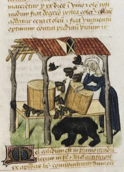 Framed Print : Dioscorides, Pedanius (40-c. 70). Picking honey Framed Print : Dioscorides, Pedanius (40-c. 70). Picking honey
