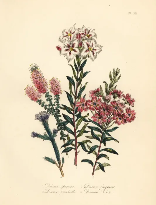 Framed Print : Diosma or Agathosma species Framed Print : Diosma or Agathosma species