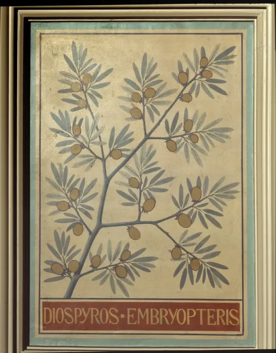 Framed Print : Diospyros embryopteris Framed Print : Diospyros embryopteris