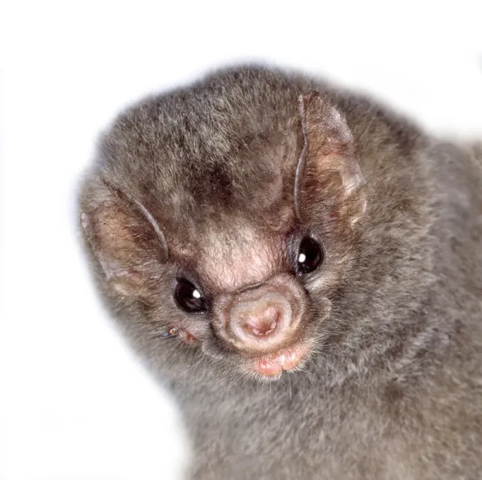 Framed Print : Diphylla ecaudata, hairy-legged vampire bat Framed Print : Diphylla ecaudata, hairy-legged vampire bat