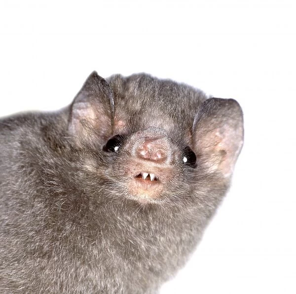 Diphylla ecaudata, hairy-legged vampire bat