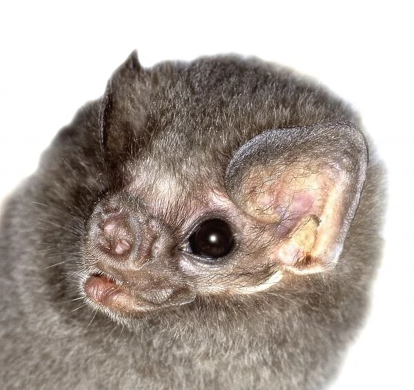 Diphylla ecaudata, hairy-legged vampire bat
