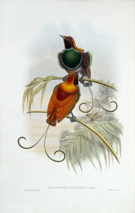 Framed Print : Diphyllodes magnificus x Cicinnurus regius, magnificent x ki Framed Print : Diphyllodes magnificus x Cicinnurus regius, magnificent x ki