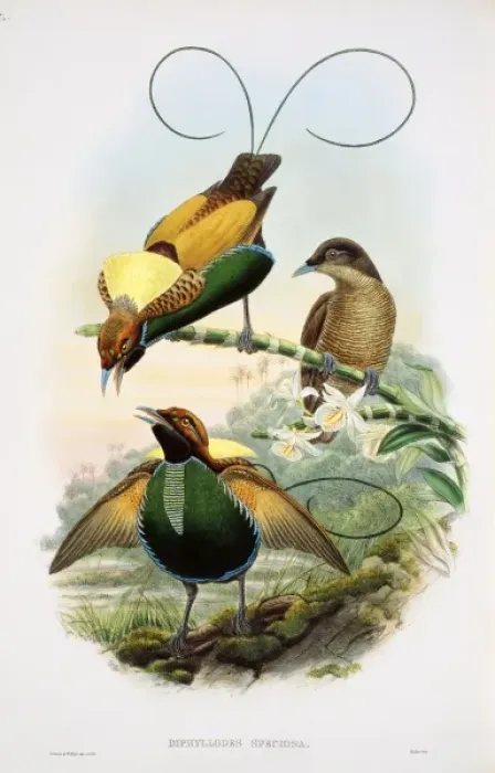 Framed Print : Diphyllodes sp. bird-of-paradise Framed Print : Diphyllodes sp. bird-of-paradise