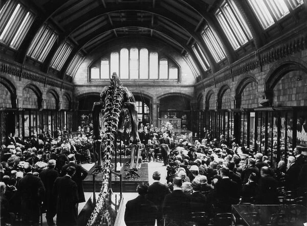 Diplodocus carnegii, presented by Mr Andrew Carnegie and unv