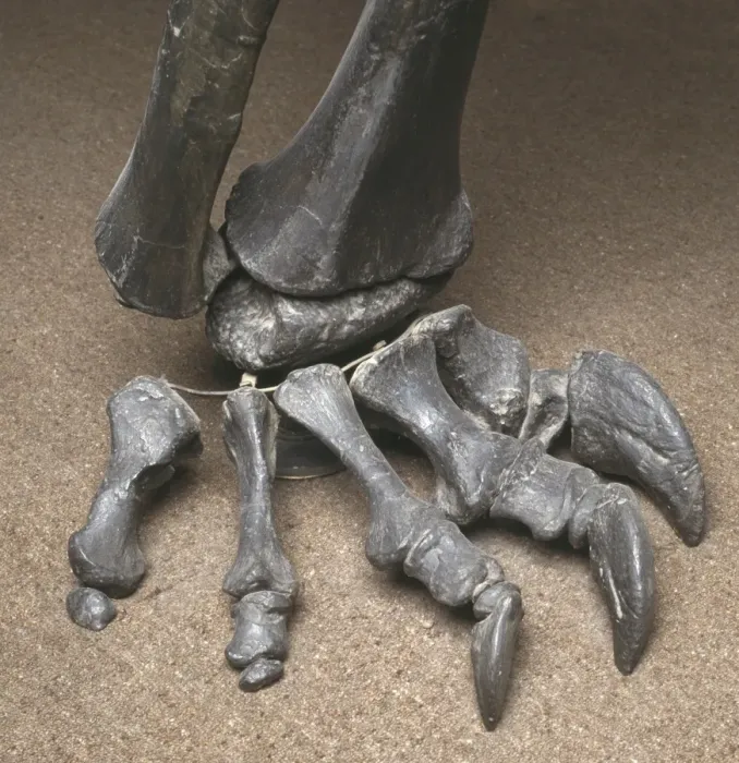 Framed Print : Diplodocus foot Framed Print : Diplodocus foot
