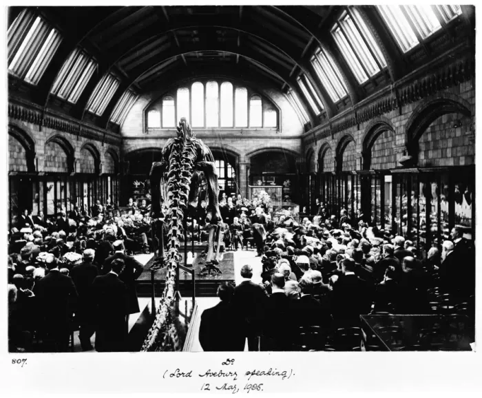 Framed Print : Diplodocus presented to the museum, 1905 Framed Print : Diplodocus presented to the museum, 1905