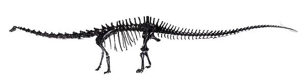 Diplodocus skeleton