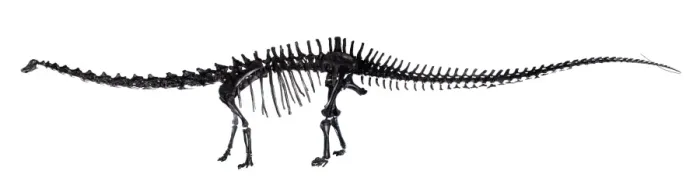 Framed Print : Diplodocus skeleton Framed Print : Diplodocus skeleton