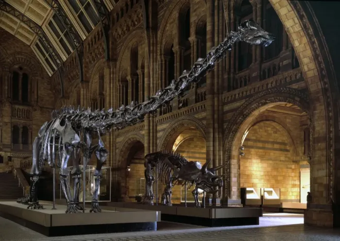 Framed Print : Diplodocus & Triceratops Framed Print : Diplodocus & Triceratops