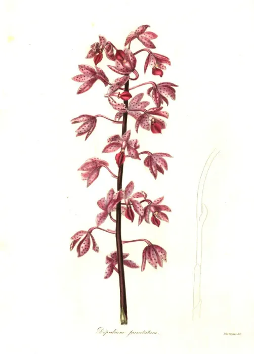 Framed Print : Dipodium squamatum orchid Framed Print : Dipodium squamatum orchid