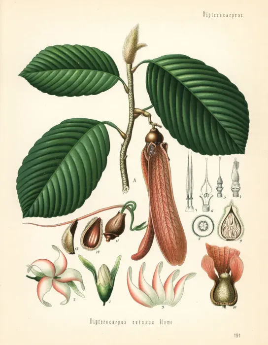 Framed Print : Dipterocarpus retusus. Vulnerable Framed Print : Dipterocarpus retusus. Vulnerable