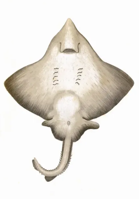 Framed Print : Dipturus intermedia, or Flapper Skate Framed Print : Dipturus intermedia, or Flapper Skate