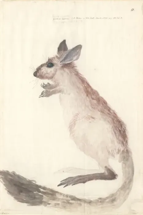 Framed Print : Dipus capensis, cape jerboa Framed Print : Dipus capensis, cape jerboa