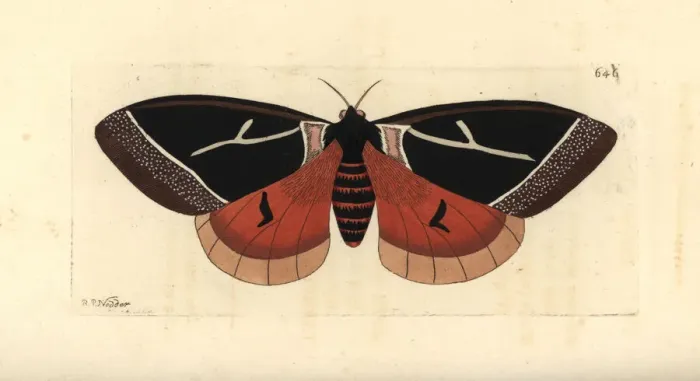 Framed Print : Dirphia tarquinia moth Framed Print : Dirphia tarquinia moth