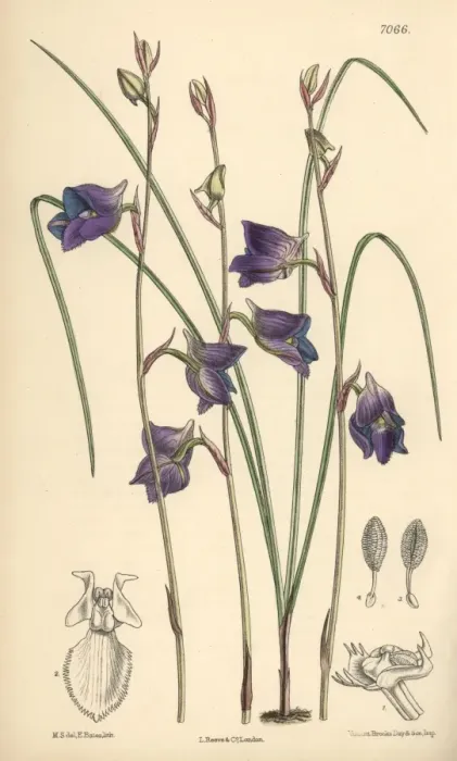 Framed Print : Disa lacera var multifida, blue orchid native Framed Print : Disa lacera var multifida, blue orchid native