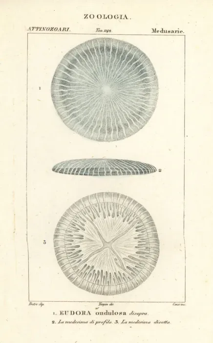 Framed Print : Disc jellyfish species, Eudora ondulosa disopra Framed Print : Disc jellyfish species, Eudora ondulosa disopra