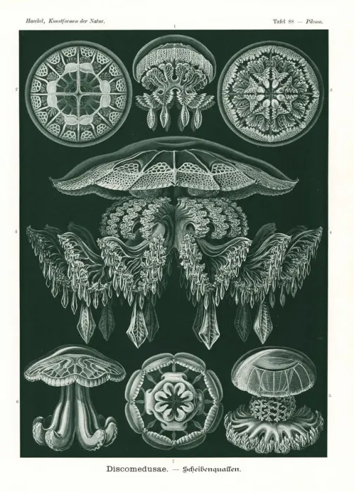 Framed Print : Discomedusae jellyfish Framed Print : Discomedusae jellyfish