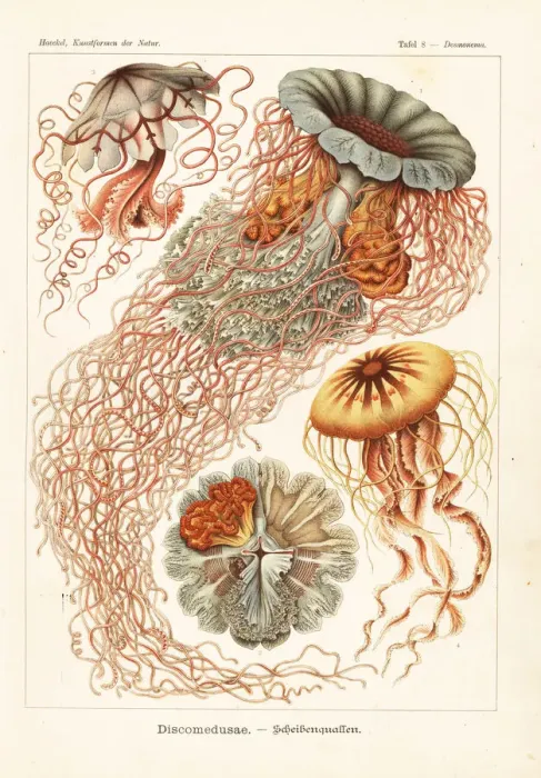 Framed Print : Discomedusae jellyfish species Framed Print : Discomedusae jellyfish species