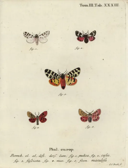 Framed Print : Discrete chaperon and tiger moths Framed Print : Discrete chaperon and tiger moths