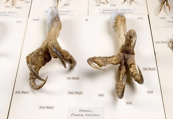 Display of bird feet at the Natural History Museum, London