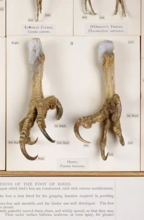Framed Print : Display of bird feet at the Natural History Museum, London Framed Print : Display of bird feet at the Natural History Museum, London